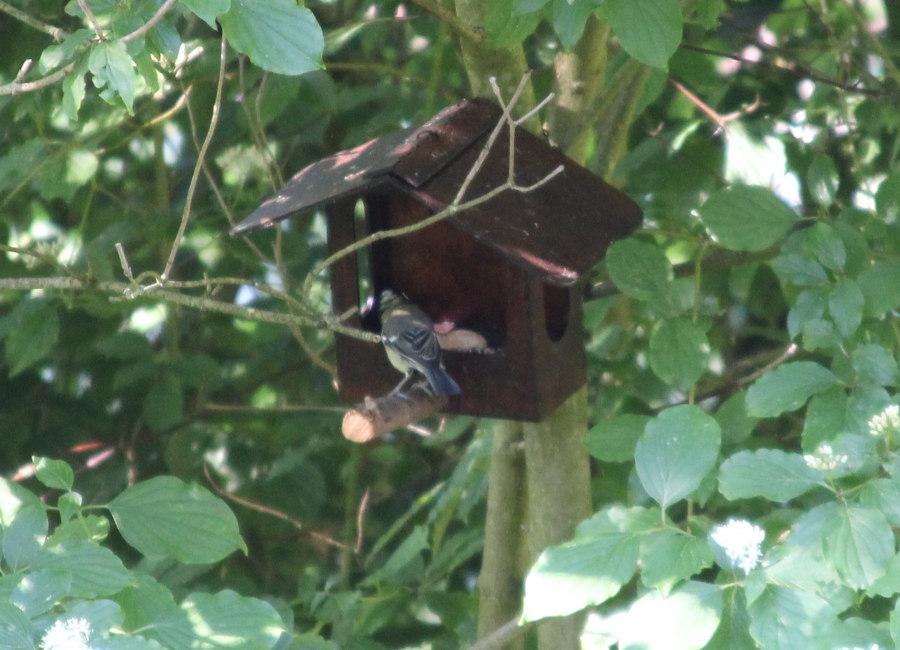 Finished food house with great tit as visitor