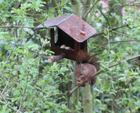 Bird food house squirrel